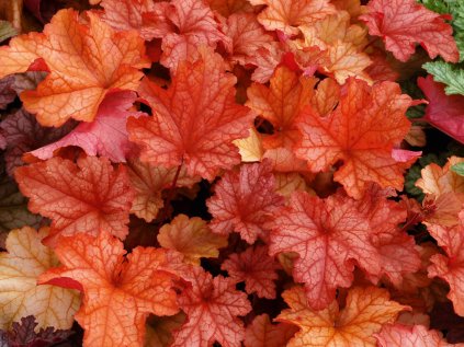 5650 heuchera paprika