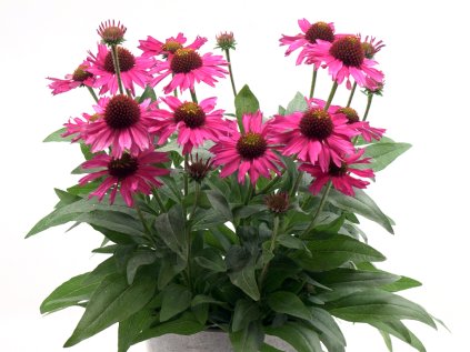 Echinacea PickUpPink