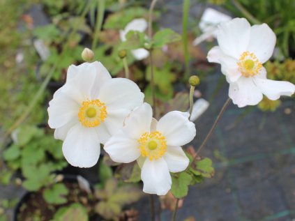 5674 anemone adrea atkinson