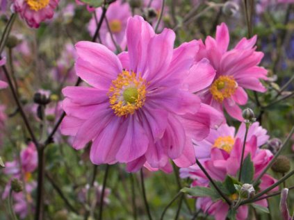 5677 anemone bressingham glow