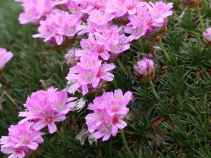 Armeria new zeland form