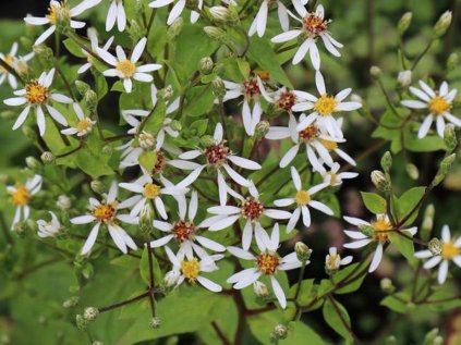 5686 aster macrophyllus albus