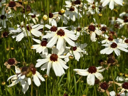 coreopsis fools gold