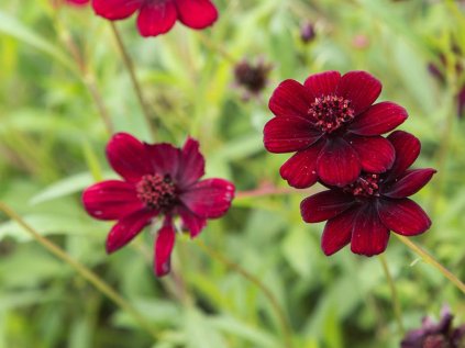 cosmos eclipse