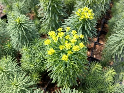 5710 euphorbia deflexa