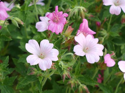 geranium endresii