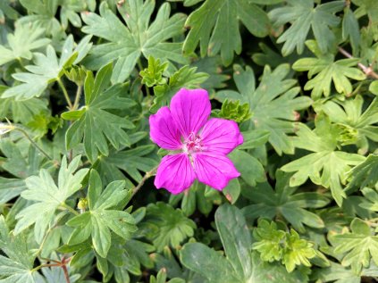 5719 geranium tiny monster