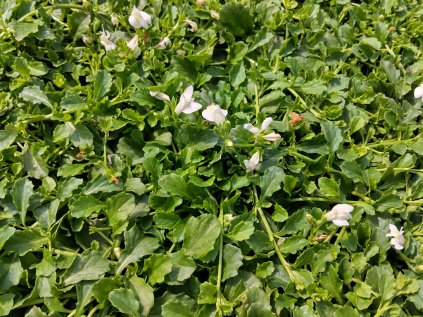 5728 mazus reptans abla