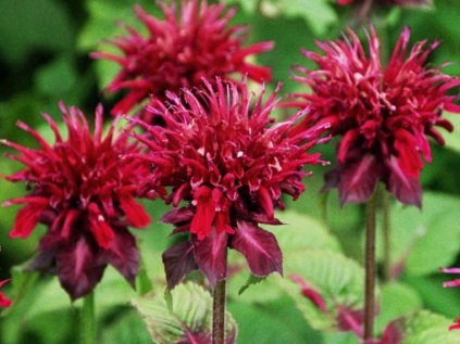 monarda fireball
