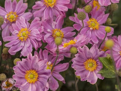 5749 anemone pretty lady emily