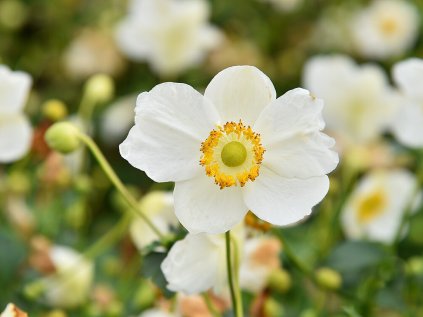 5752 anemone summer breeze