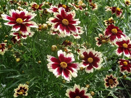 5755 coreopsis ruby frost