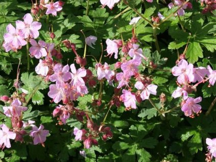 5773 geranium ingeversen