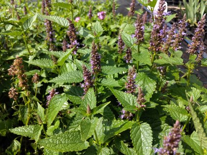 5779 agastache little adder