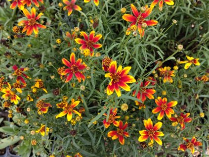 Coreopsis ladybird