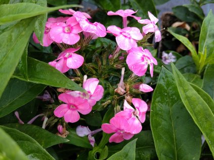 5788 phlox flame pink