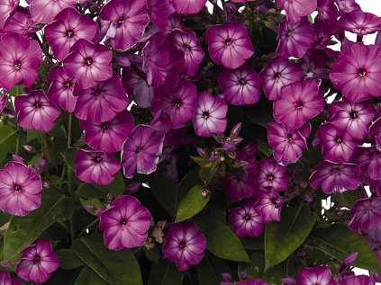 5791 phlox pro purple eye