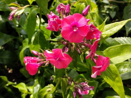 5794 phlox wattermelon