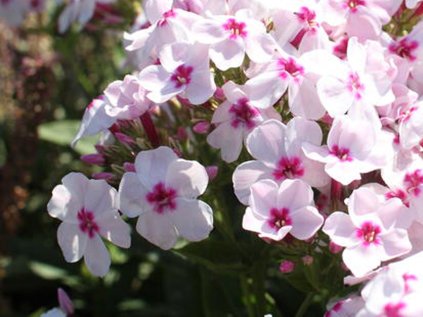 5797 phlox flame white eye