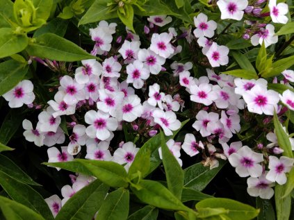 5803 phlox early blush pop