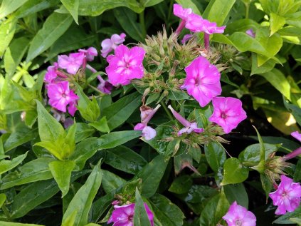 5806 phlox early purple eye
