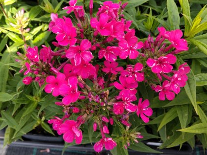 5809 phlox early red