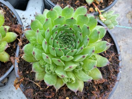 5812 sempervivum reinhard