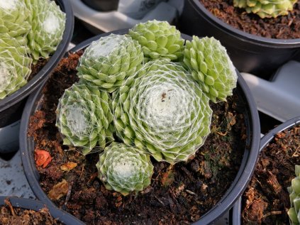 5815 sempervivum sirius