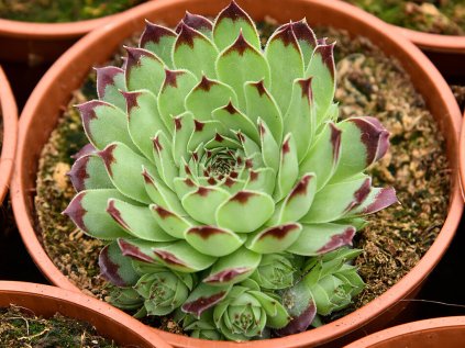 5818 sempervivum taurus