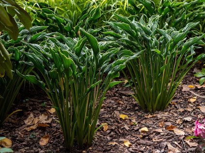 5821 hosta praying hands