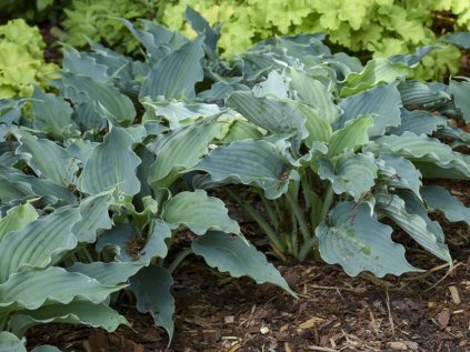 5824 hosta watterslide