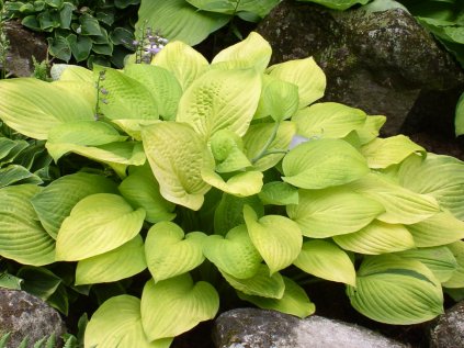 5827 hosta age of gold