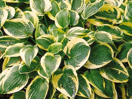 hosta wide brim