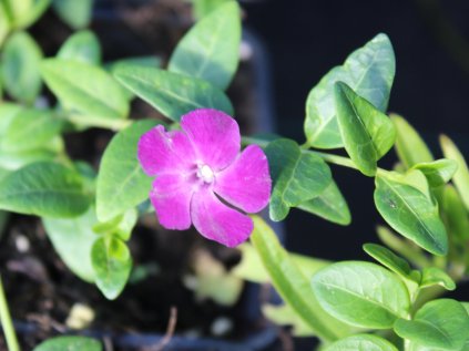vinca minor rubra