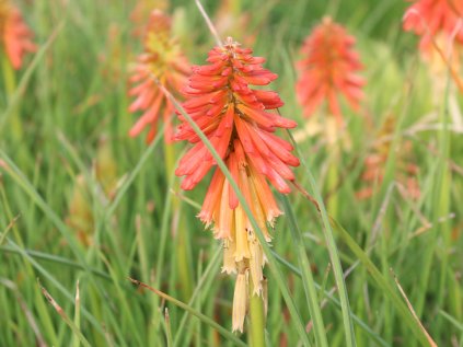 5839 kniphofia papaya poscicle