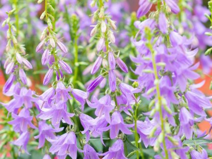 5842 adenophora gaudi violet resized