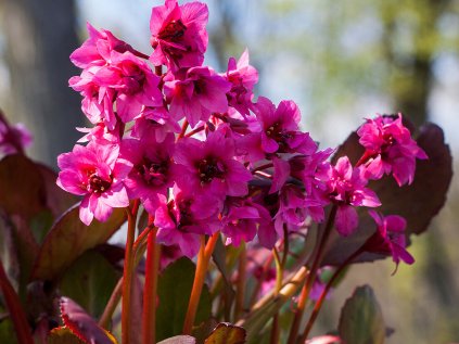 5845 bergenia flirt