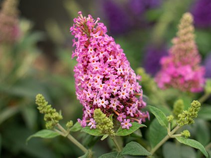 Buddleja davidii candy little pink
