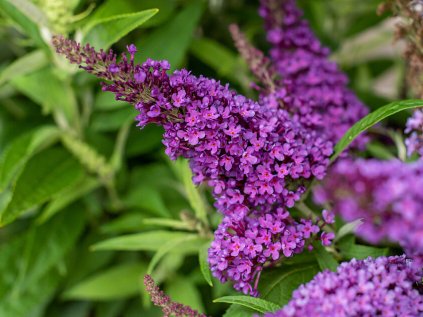 5857 buddleja davidii candy little purple