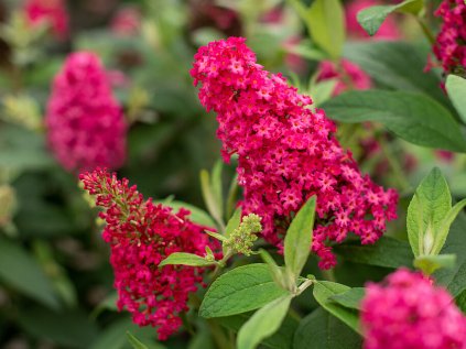 5860 buddleja davidii candy little ruby