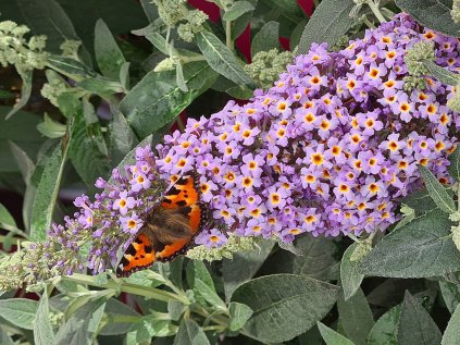 5863 buddleja davidii candy little sweetheart
