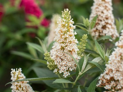 5866 buddleja davidii candy little white