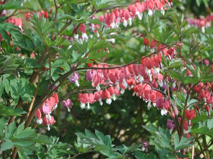Dicentra spectabilis valentine