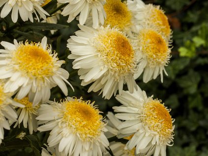 Leucanthemum real glory