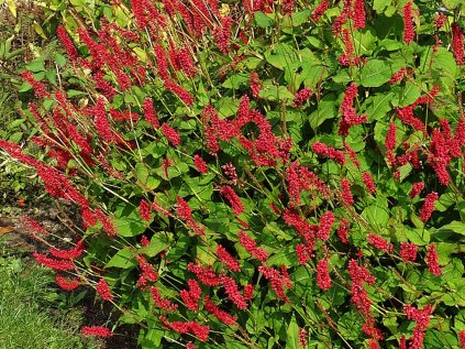 5881 persicaria caliente