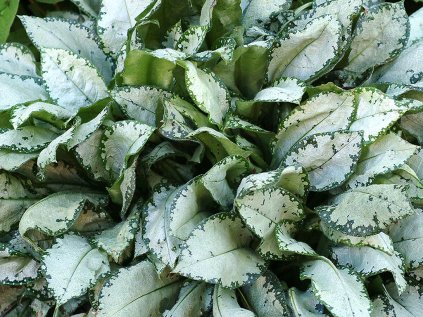 5884 pulmonaria moonshine