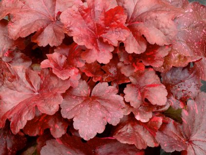 Heuchera galaxy