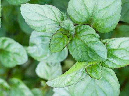 5893 mata orange scent resized