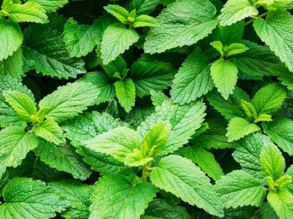 mata spearmint