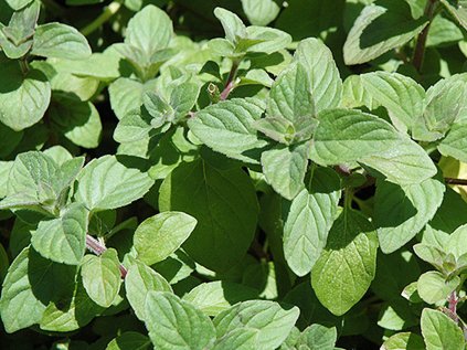 5902 mata swiss mint